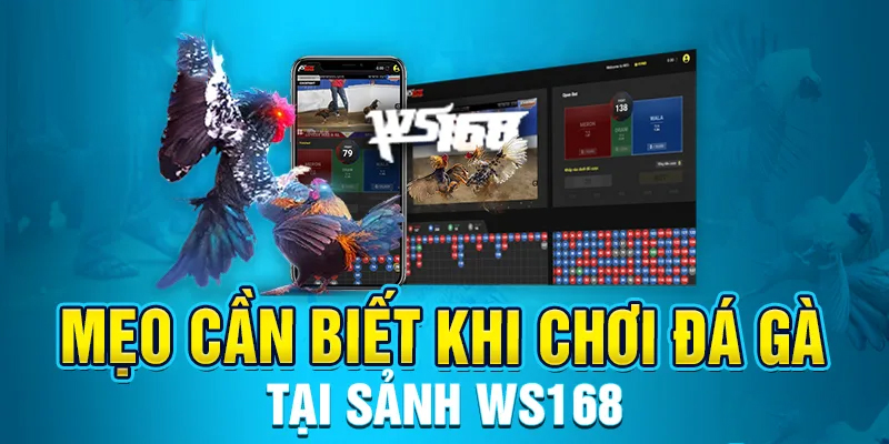 Đá gà WS168 là gì? Chiến thuật chơi đá gà thắng lớn tại 789Win 4 Chiến thuật chơi WS168 dễ dàng thắng lớn từ cao thủ