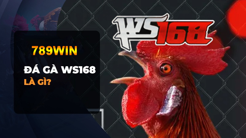 Đá gà WS168 là gì? Chiến thuật chơi đá gà thắng lớn tại 789Win 1 Vài điều tìm hiểu về sảnh WS168 là gì